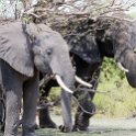 BWA NW Chobe 2016DEC04 NP 106 : 2016, 2016 - African Adventures, Africa, Botswana, Chobe National Park, Date, December, Month, Northwest, Places, Southern, Trips, Year